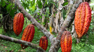 I cambiamenti climatici mettono in pericolo anche le piante di cacao