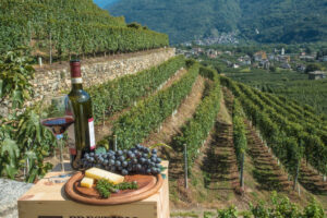 La vendemmia in Valtellina, una passeggiata tra i vigneti