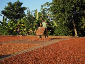 Essiccazione dei semi di cacao in Venezuela