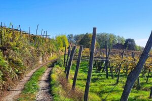 I vigneti dell'azienda agricola Orsolani a Caluso. Credits Andrea Di Bella