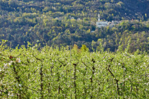 Territorio Mela di Valtellina IGP