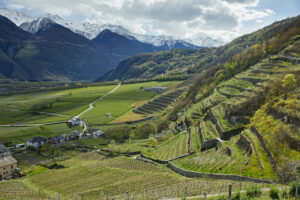 Territorio Mela di Valtellina IGP