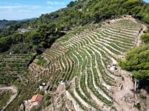 Rossese di Dolceacqua