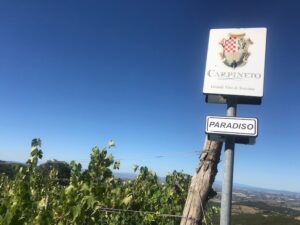 Carpineto Tenuta di Montalcino-Vigneto Paradiso