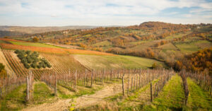 Colli di Castelfranci-vigneti